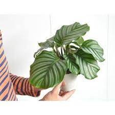 観葉植物 カラテア オルビフォリア 白色プラスチック鉢セット 4号サイズ calathea orbifolia 観葉植物 植物 葉