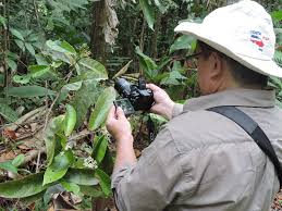 Image result for Metteniusaceae