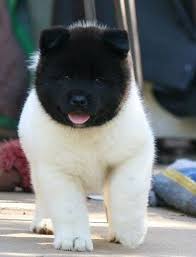 Black And White Akita Akita Pup Simple Beautiful Never Seen One With Solid Black Head And White Body So Cool 39 Animals Black Head Akita Puppies Dog Breeds Cute Puppies