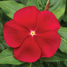 Image result for Catharanthus roseus