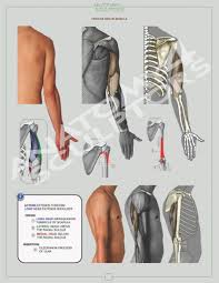 Pin On Male Anatomy