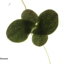 Image result for Wolffiella welwitschii