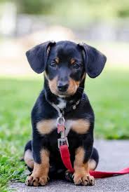 Black And Tan Chiweenie For Sale Pin On Woof Blitzer S Dog News