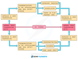 Image result for Temperature Regulation