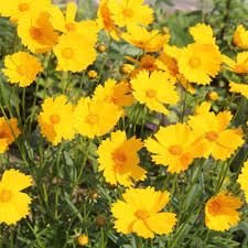 Image result for Coreopsis lanceolata