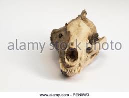 Dachs Nahaufnahme Stock Photo Alamy