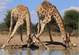 Dessiner une simple girafe avec un crayon. Blyofepczt4kqm