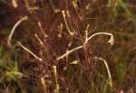 Image result for Rhamphicarpa brevipedicellata