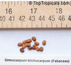 Image result for Ormocarpum trichocarpum
