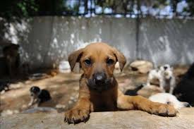 Sokak Hayvanlari Ile Ilgili Dogru Bilinen Yanlislar Hayvanlar Hayvan Hayvan Haklari