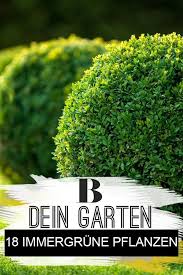 18 Immergrune Pflanzen Fur Deinen Garten Immergrune Pflanzen Pflanzen Garten Pflanzen