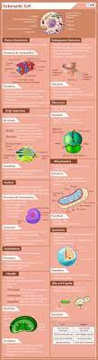 Eukaryotic Cells Definition Parts Examples And Structure