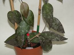 It is one of the most spectacular. Hoya Caudata Sumatra Primer Foto Iz Seti Istochnik Pod Foto Zimmerpflanzen Pflanzen