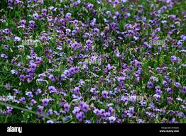 Image result for Monopsis