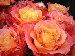 About rosaprima testimonials sustainability join our team. Northwest Wholesale Florists Roses Free Spirit Rose Rose Varieties Beautiful Flowers