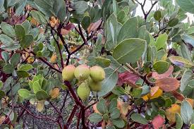 Image result for Maerua grantii