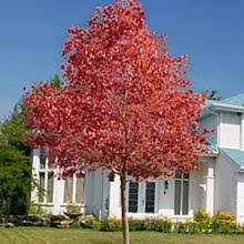 Autumn Blaze Maple