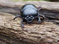 Beetles Walk and Talk