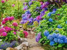 Craquez pour les hortensias, les rhododendrons. Terre De Bruyere 8 Plantes Aux Fleurs Incroyables A Planter