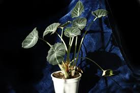 Check spelling or type a new query. Alocasia Reginula