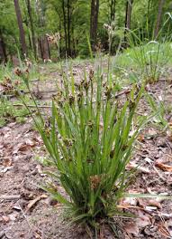 Image result for Luzula abyssinica