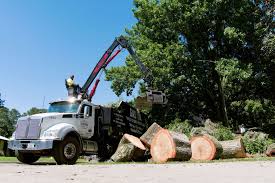 Tree debris hauling and property cleanup