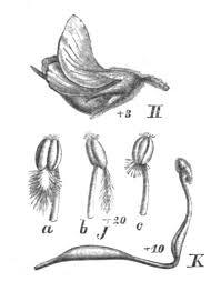 Image result for Rhynchotropis marginata