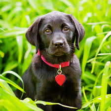 Liberty Labradors Labrador Retriever Puppies In Upstate Ny