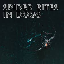 However, they will bite if they feel like they are in harm or danger. The Danger Of Spider Bites To Your Dog With Photos Pethelpful