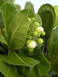 Image result for Barringtonia asiatica