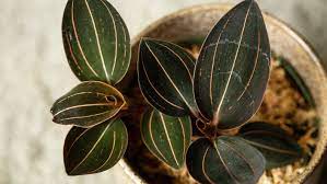 The kew world checklist of selected plant families currently recognizes 43 species (8/2012). Ludisia Orchids Plant Care Growing Guide