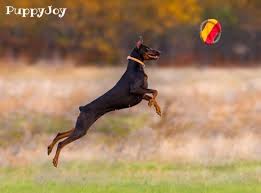 For excessively dominant doberman puppies, additional techniques may need to be incorporated. Doberman Pinscher Puppies For Sale In Mississippi Ms Purebred Doberman Pinschers Puppy Joy