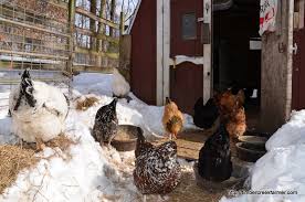 This video is sponsored by newair. Three Things Chickens Don T Need For Winter And Three That They Do Timber Creek Farm
