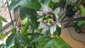 All varieties have been preserved to ensure they will not wilt in the same way living plants would. How To Pollinate Passion Flower In Snowy March Mn Indoors Youtube