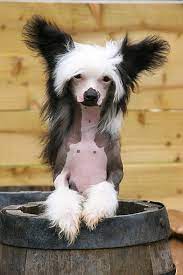 Professional dog & cat grooming, dog training, daycare, & day lodging. Chinese Crested Chinese Crested Chinese Crested Puppy Chinese Crested Dog