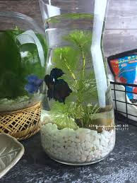 Harga aquarium bulat toples ukuran / berkapasitas 19 liter air. Beli Water Plant Aquariuam Cambomba Aquatica Untuk Betta Fish Blog Sihatimerahjambu