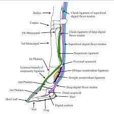Our feet and ankle bones are held in place and supported by various soft tissues such as cartilage, ligaments, muscles, tendons and bursae. Diagram Of Supportive Tendons And Ligaments Of The Equine Foot Only Download Scientific Diagram