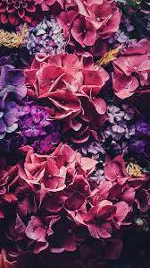 Bellissime fotografie di fiori da scaricare gratis. Pin Su Hd Backgrounds Wallpapers