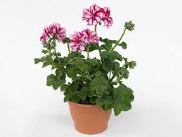 Image result for Pelargonium apetalum