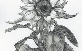 Learn to draw a sunflower with colored pencils. Drawing Sun Flowers Novocom Top