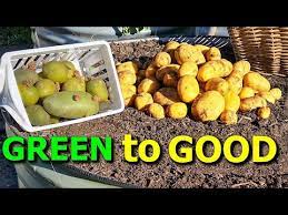 Quick Answer: How To Keep Potatoes From Turning Green - Seniorcare2Share