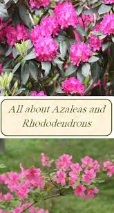 Amazing Rhododendrons And Azaleas By Black Gold Azaleas Landscaping Azaleas Azaleas Garden