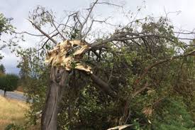 Image result for images of wind storm in Summerland, BC