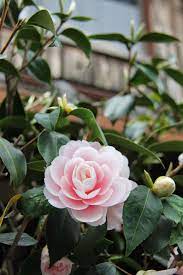 Ten Reasons To Winter In Japan Kyoto Japan Winter In Japan