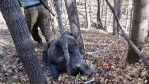 La noi traieste in desisurile padurilor subcarpatice si carpatice , in general prin apropierea locurilor mlastinoase. AtenÅ£ie Imagini Socante BÄrbat Atacat De Un Porc MistreÅ£ Clipe De GroazÄ Surprinse Cu Telefonul Chiar De VanÄtor Vremea Noua Liderul Presei Vasluiene
