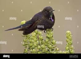 Image result for Vaccinium stanleyi