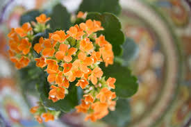 Keep dried flowers out of reach of pets. Tips For Outside Kalanchoe