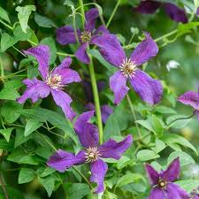 Time to give it needed some tlc. Now S The Time To Hard Prune Your Group 3 Clematis To Ensure A Good Show Of Flowers In Summer And Autumn This Inclu Blue Wedding Flowers Flower Garden Flowers