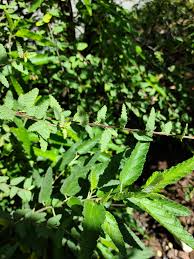 Image result for Melochia