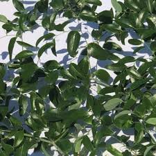 Image result for Smilax